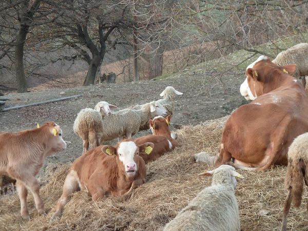 Agriturismo Biologico Pieve del Colle - Fattoria Didattica - foto 15543.jpg