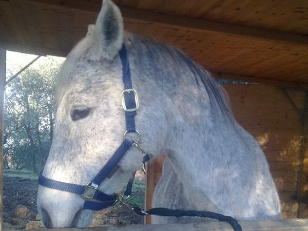 Agriturismo Podere Il Poggiolo - foto 15806.jpg