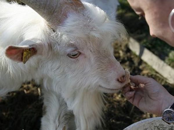 Agriturismo Calagrana - foto 15856.jpg