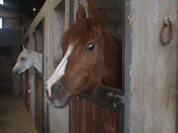 Agriturismo Maniero Cerulli  - foto 16181.jpg