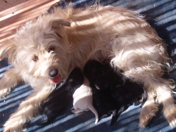 Agriturismo Biologico Pieve del Colle - Fattoria Didattica - foto 16228.jpg