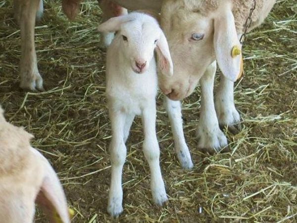 Casale dei Dotti - foto 16955.jpg