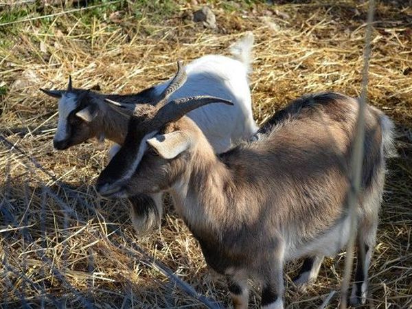 Casa Verniano - foto 17089.jpg