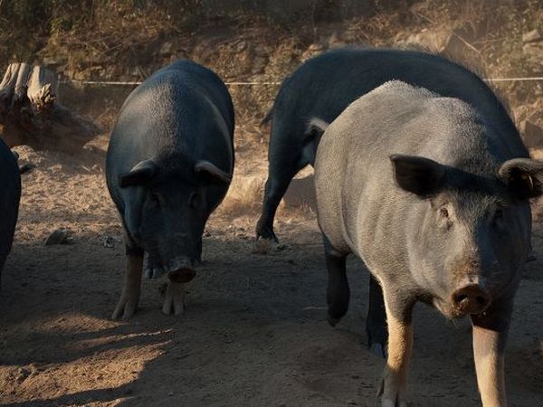 Agriturismo Le Vigne - foto 17504.jpg