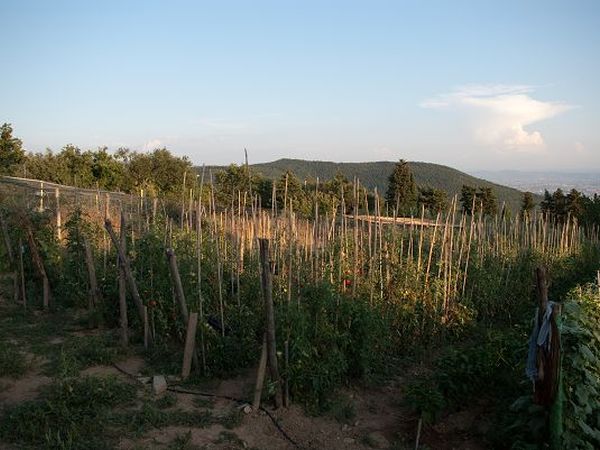 Agriturismo Le Vigne - foto 17505.jpg