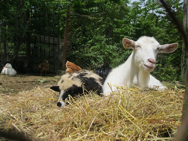 La Fattoria di Mielisa - foto 18947.jpg