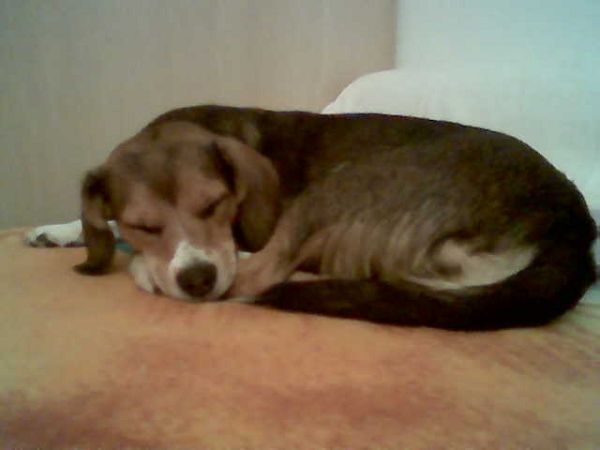 Da Di B&B - foto 5134.jpg