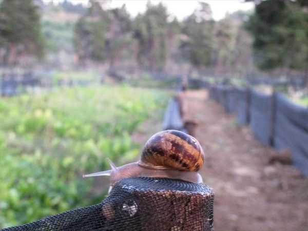 Agriturismo Florandonole  - foto 21255.jpg