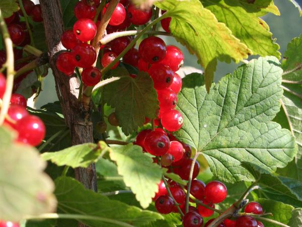 Agriturismo Florandonole  - foto 21263.jpg