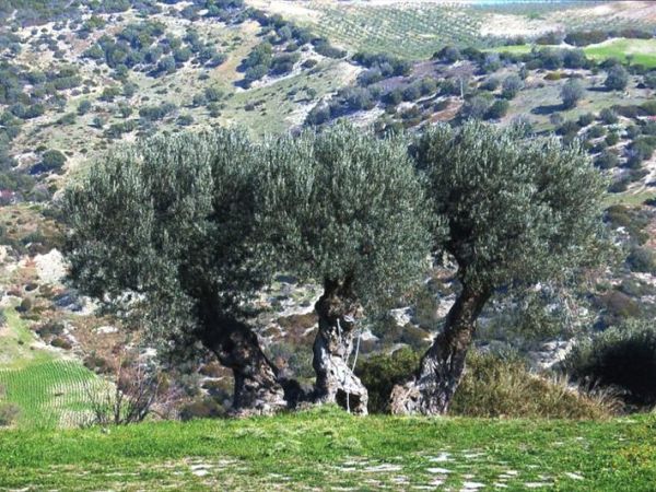 Agriturismo Grassetti - foto 21488.jpg