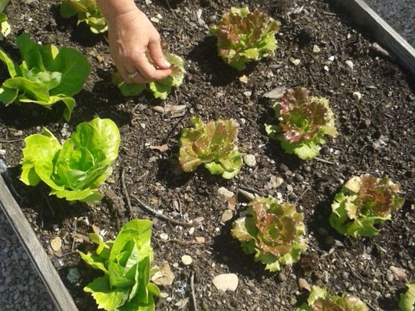 Fattoria Didattica Il Podere Agriturismo - foto 21741.jpg