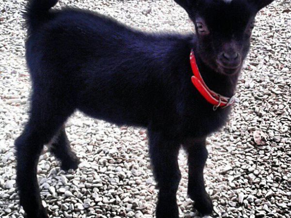 Fattoria Didattica Il Podere Agriturismo - foto 21754.jpg