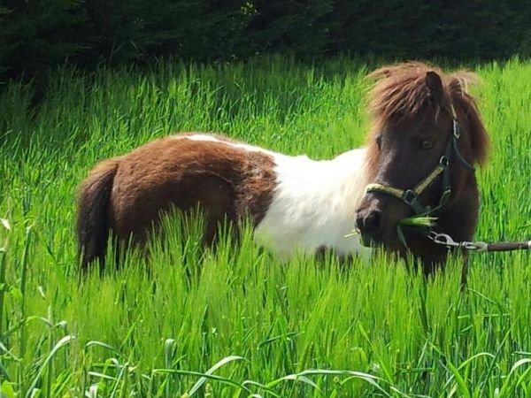 Fattoria Didattica Il Podere Agriturismo - foto 21756.jpg