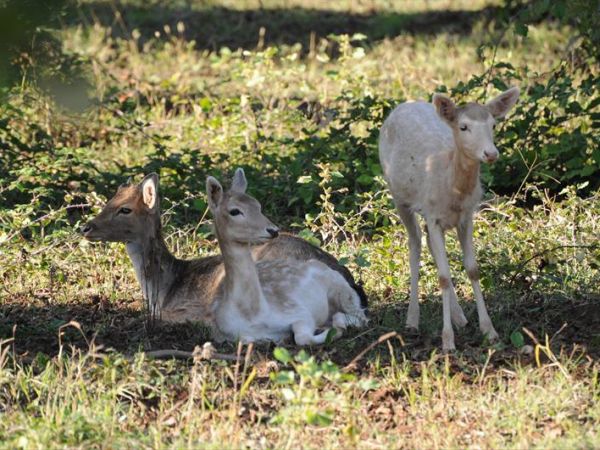 Popilia Resort - foto 22860.jpg