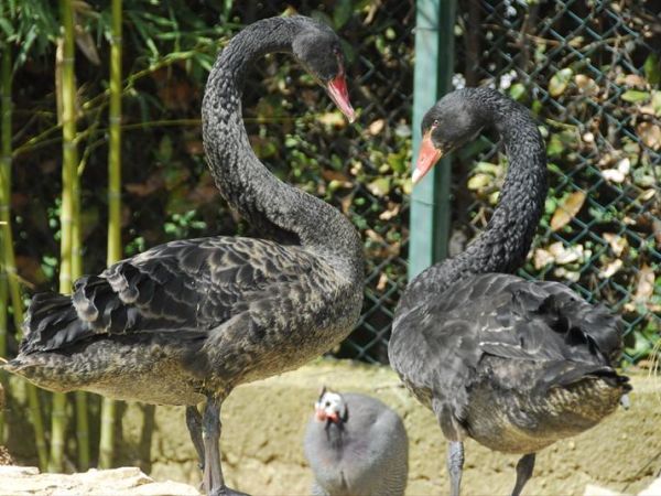 Fattoria Poggio Nebbia - foto 22985.jpg