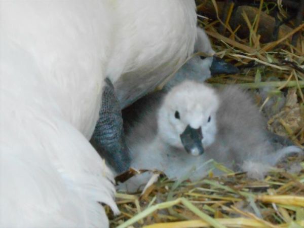 Fattoria Poggio Nebbia - foto 22986.jpg