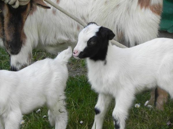 Fattoria di Marena - foto 23611.jpg