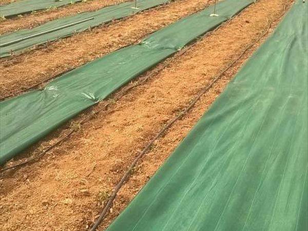 Agriturismo Le Collinette  - foto 23837.jpg