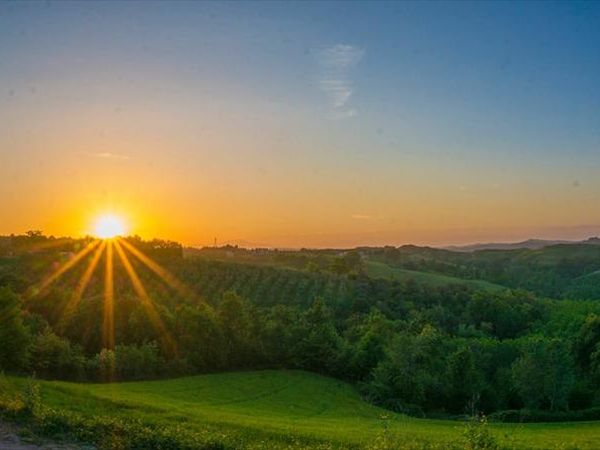 Il Torrino Azienda Agricola - foto 24464.jpg