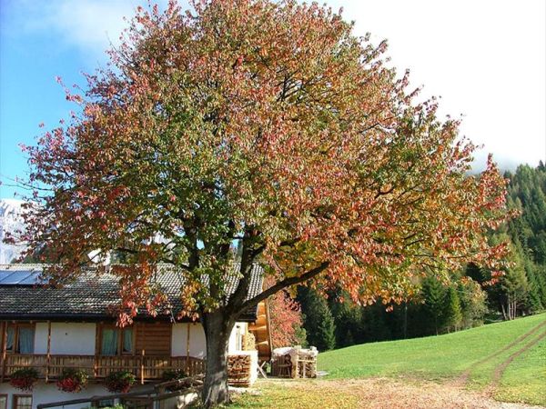 Agritur Dalaip Dei Pape - foto 24730.jpg