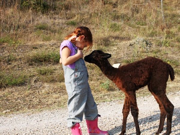 Agriturismo Maridiana Alpaca - foto 25250.jpg