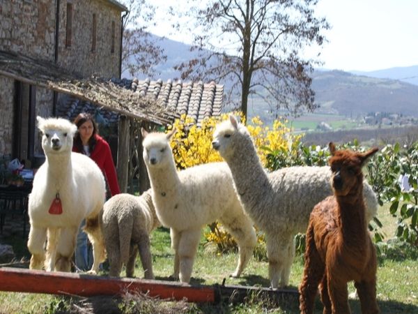 Agriturismo Maridiana Alpaca - foto 25252.jpg