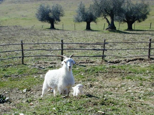 Agriturismo Maridiana Alpaca - foto 25254.jpg