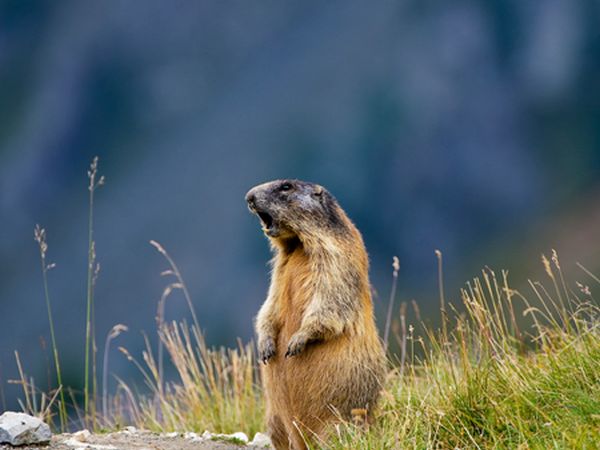 Mountain Hotel Zaluna - foto 25462.jpg