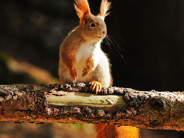 Mountain Hotel Zaluna - foto 25472.jpg