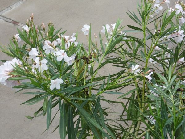 Medimare Residence Club - foto 25945.jpg