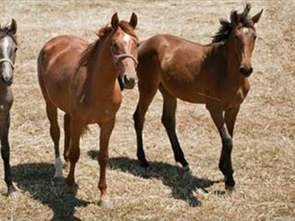 Tenuta La Baronessa Residence - foto 26840.jpg