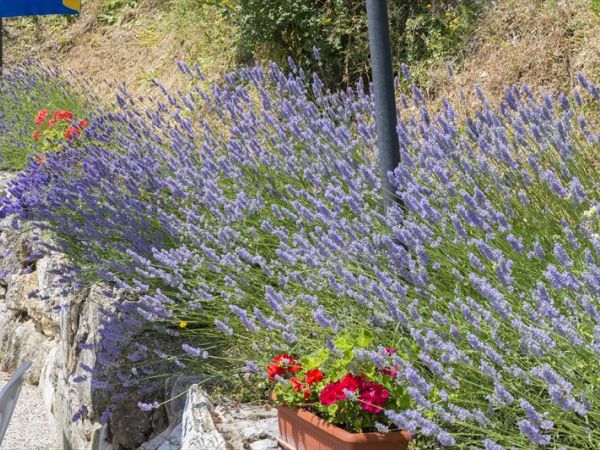 Agriturismo Monte Acuto - foto 27357.jpg