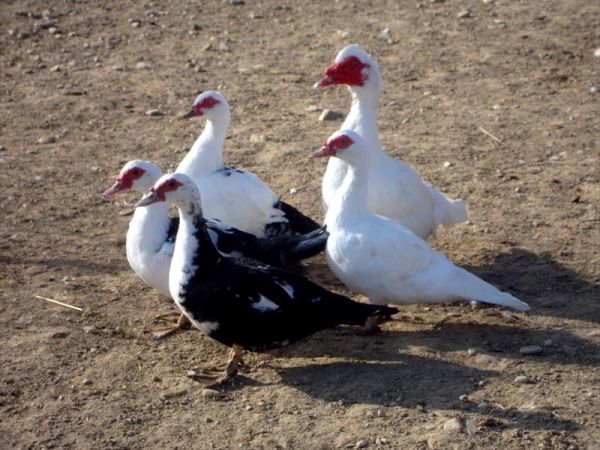 Agriturismo Angelucci - foto 27448.jpg