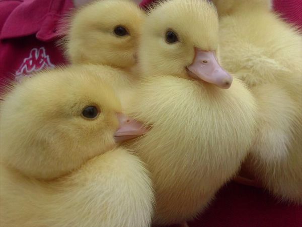 Agriturismo Angelucci - foto 27450.jpg