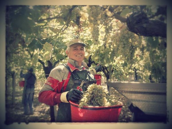 Agriturismo Angelucci - foto 27451.jpg