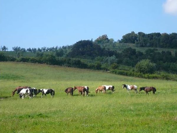Agriturismo Tenuta S. Agnese - foto 7261.jpg