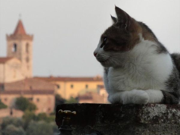 Agriturismo i Pitti - foto 28548.jpg