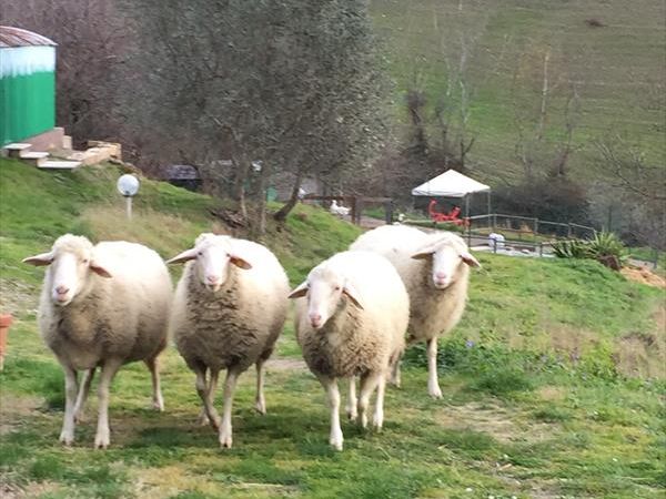 La Fattoria di Valentina - foto 28882.jpg