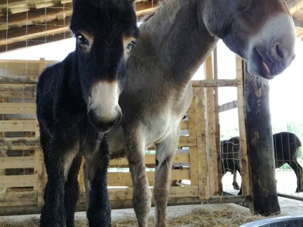 Fattoria Villa Palagina - foto 28960.jpg