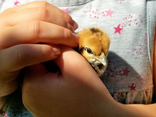 Agriturismo Palazzo Vecchio - foto 29460.jpg