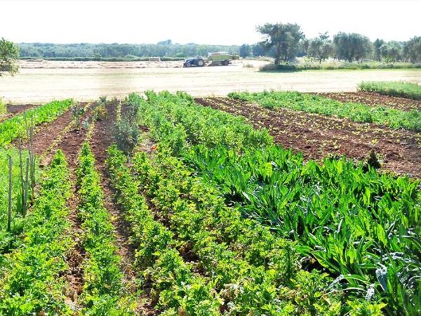 Agriturismo la Fattoria - foto 29719.jpg