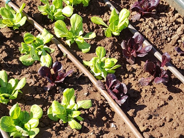 Agriturismo Serraiola Alta - foto 29750.jpg