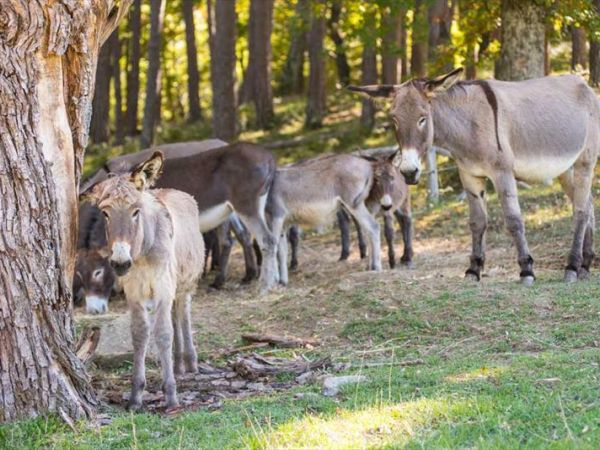 Fattoria di Germagnano - foto 29807.jpg