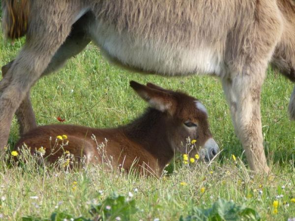 Il Canto dellAsino - foto 29946.jpg