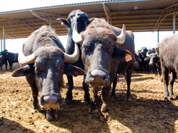 Razza del Casalone - foto 30174.jpg