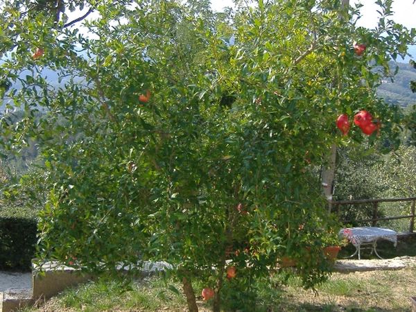 Podere Calistri - foto 30178.jpg