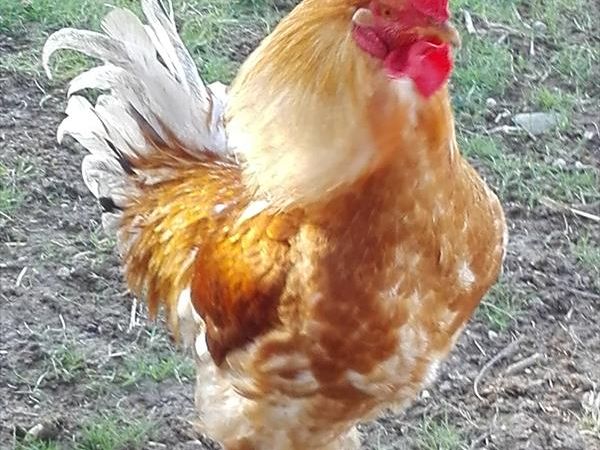 Fattoria di Rigone - foto 30345.jpg