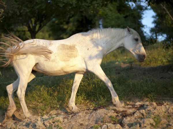 Agriturismo la Pieve - foto 30645.jpg