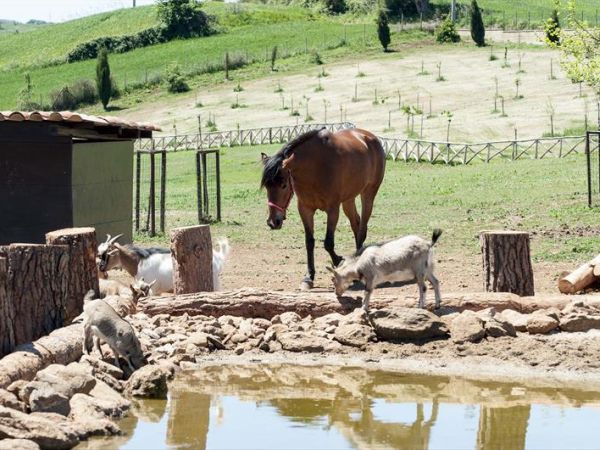 Popilia Resort - foto 30927.jpg