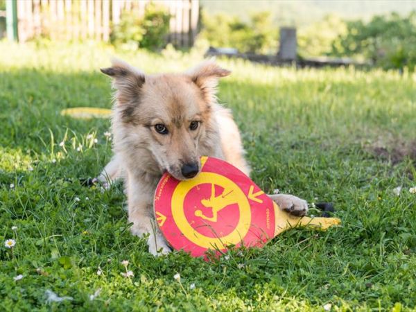 Fattoria di Germagnano - foto 31159.jpg